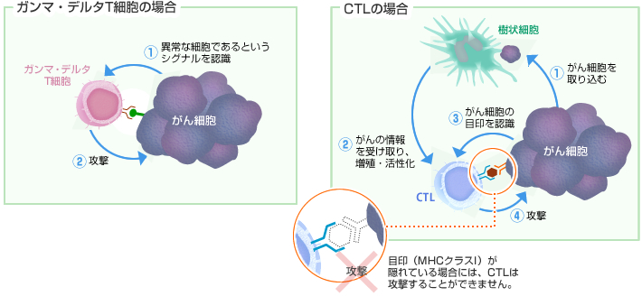 ガンマ・デルタT細胞とCTLの認識方法の違い