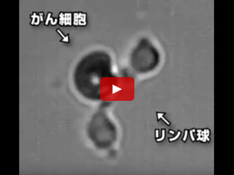 リンパ球（免疫細胞）ががん細胞を攻撃している顕微鏡映像