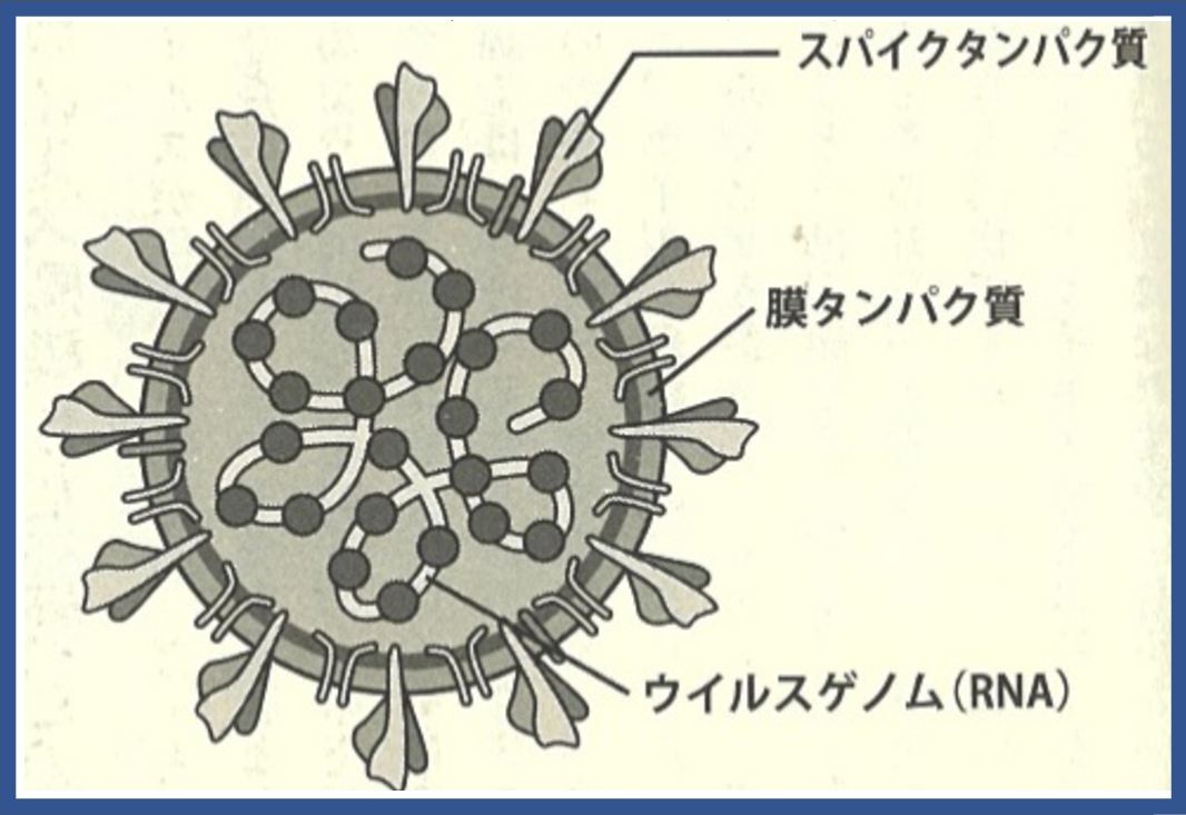 コロナウイルスの細胞の構造