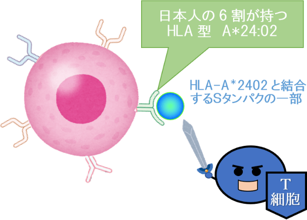 HLA-A*24:02という型のHLAに結合する新型コロナウイルスのスパイク（S）タンパクの一部を攻撃するT細胞