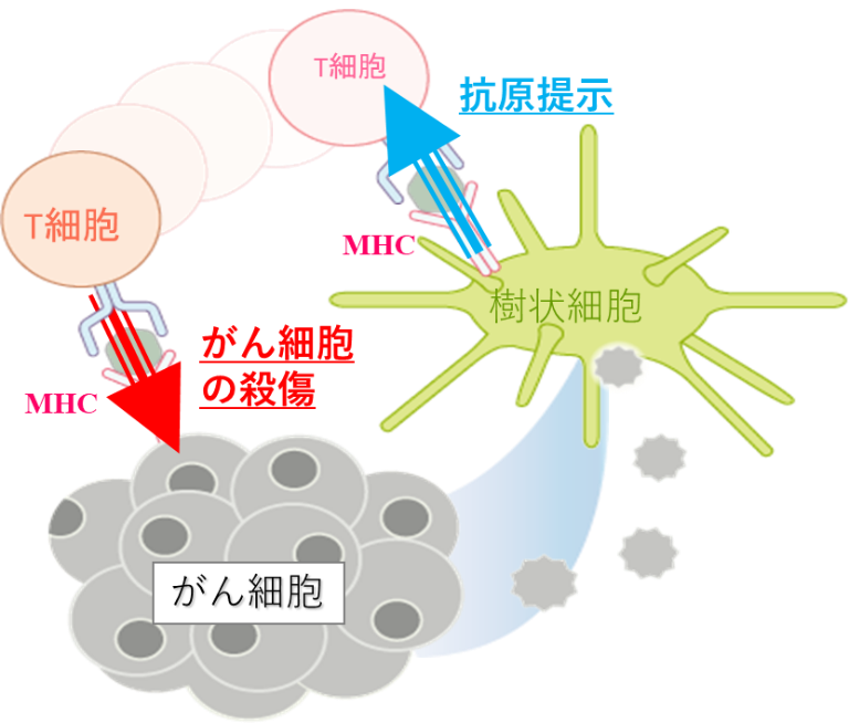 免疫細胞治療とオプジーボ