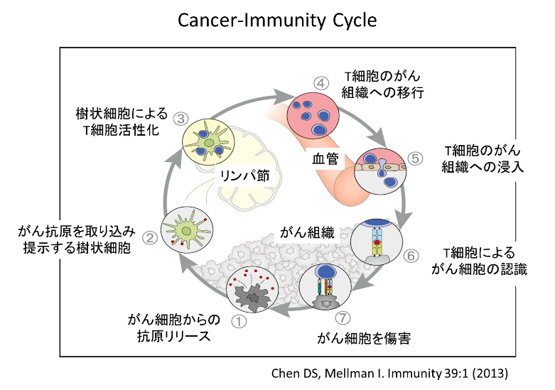 免疫細胞治療とオプジーボ