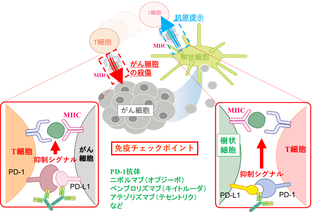 免疫細胞治療とオプジーボ