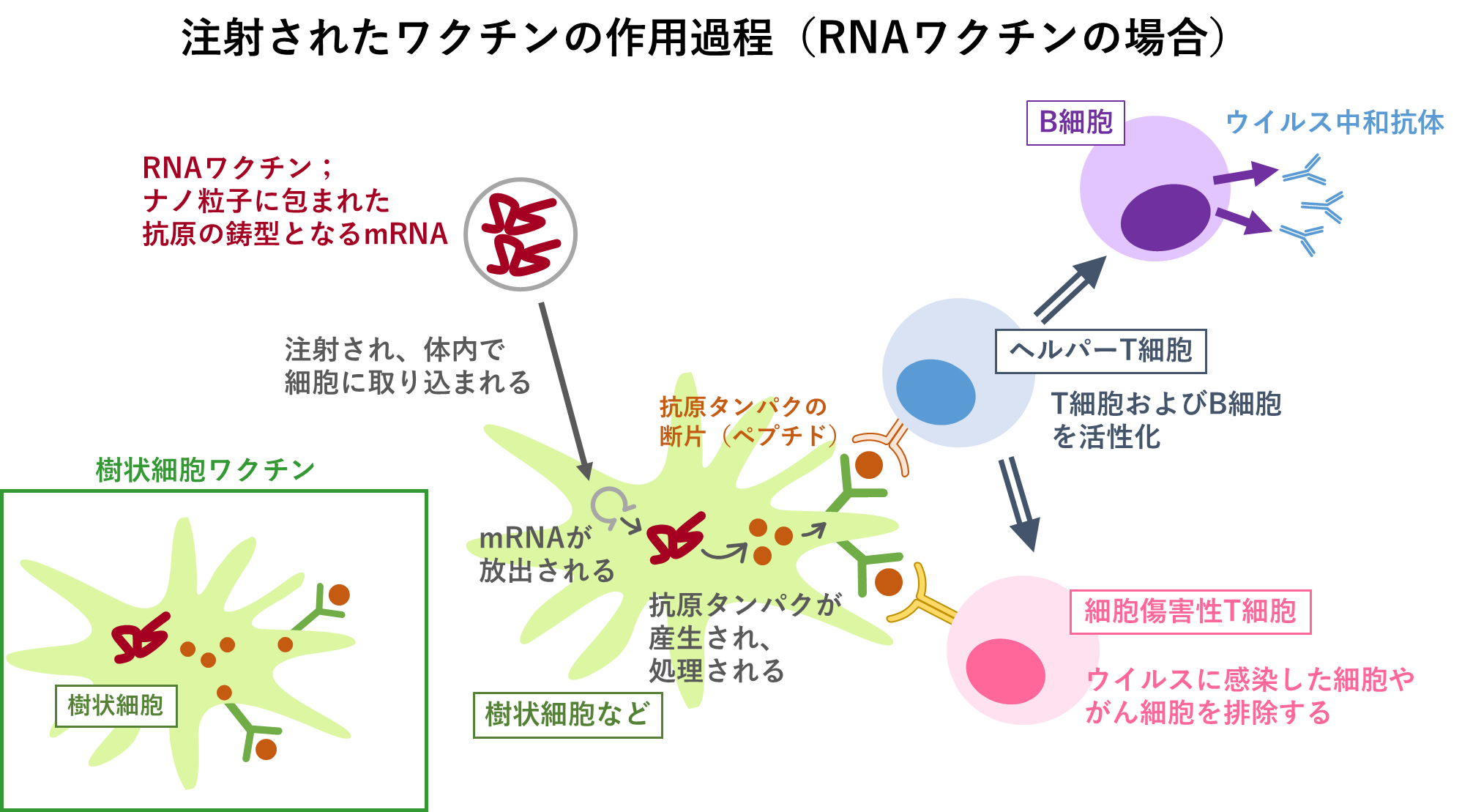 注射されたワクチンの作用過程（RNAワクチンの場合）