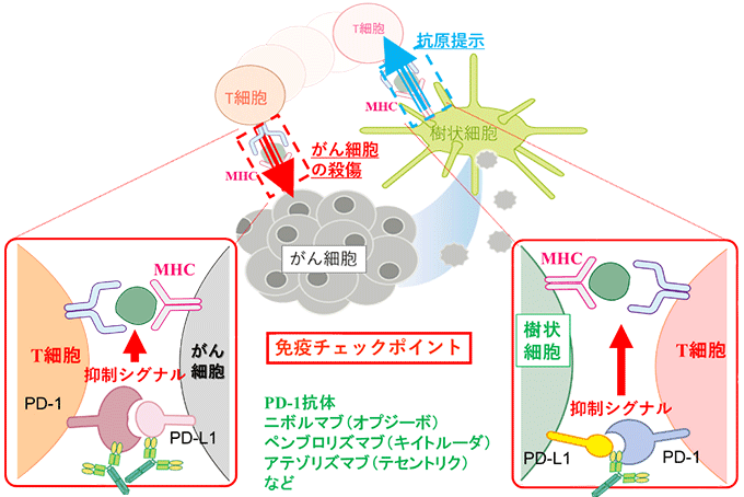 免疫チェックポイント阻害薬