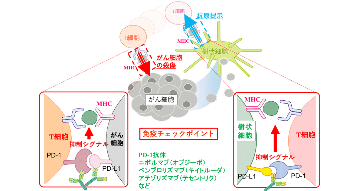 よくあるご質問をご紹介します⑧-3『ノーベル賞で話題になったがんの