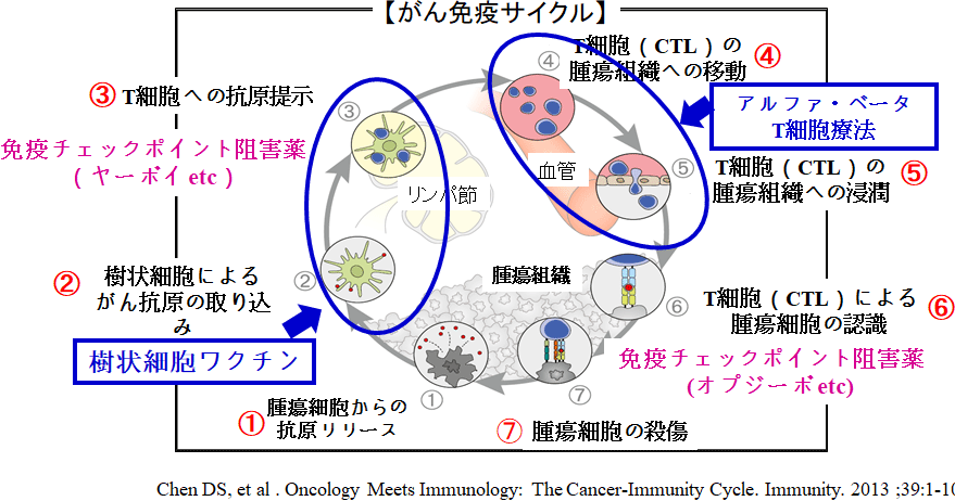 がん免疫サイクル