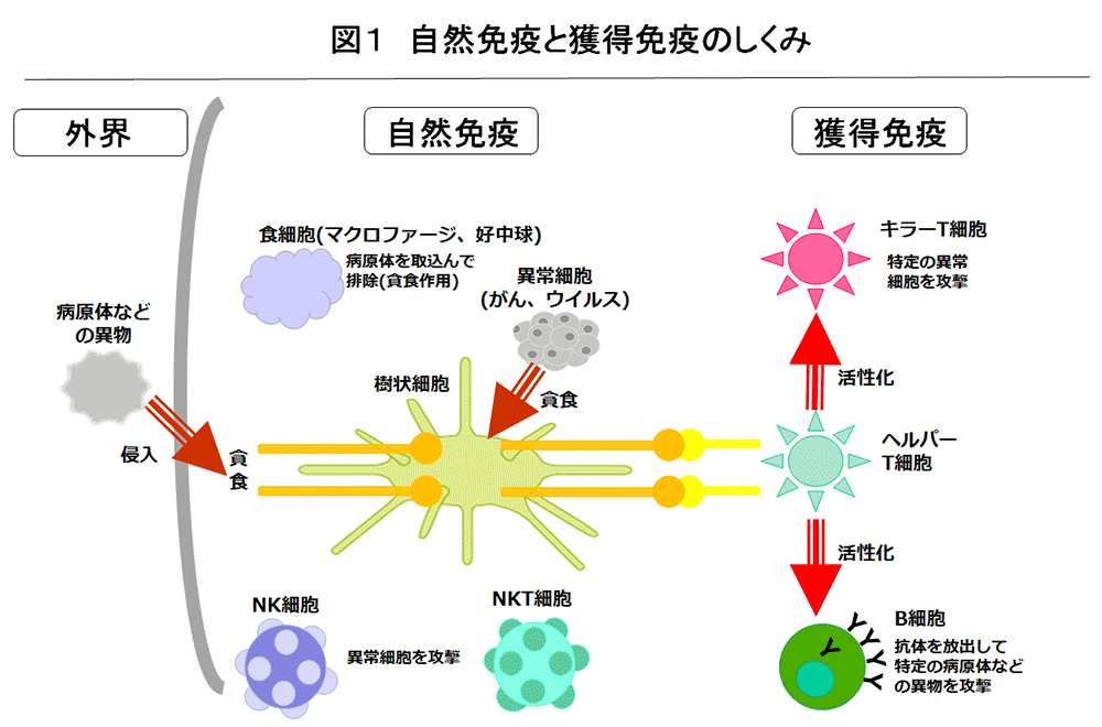図1 自然免疫と獲得免疫のしくみ