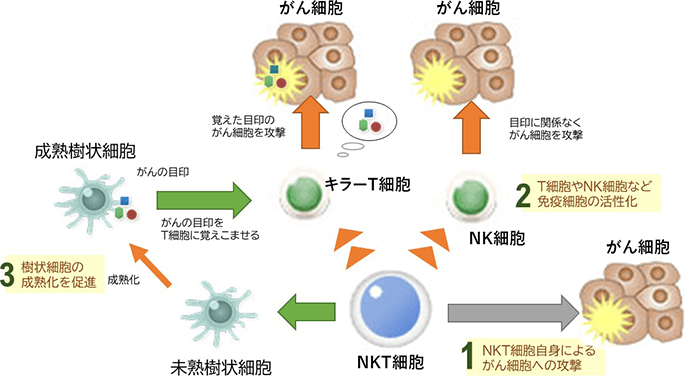 NKT細胞療法の特徴