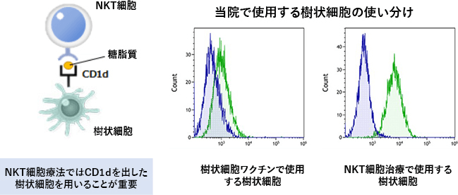 当院で使用する樹状細胞の使い分け