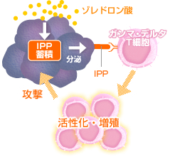 がん細胞から分泌されるIPPを認識し、活性化・増殖するガンマ・デルタT細胞