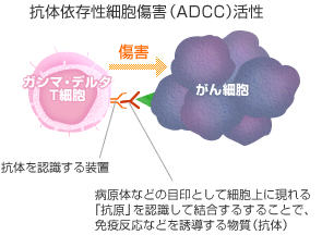 抗体依存性細胞傷害（ADCC）活性