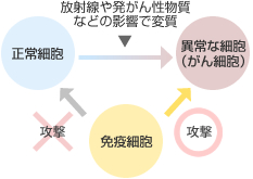 免疫細胞の役割