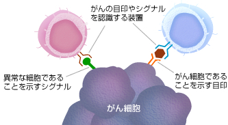 がん細胞を認識する方法