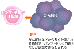 ガンマ・デルタT細胞特有のがん細胞認識方法