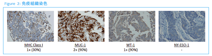 Figure2:免疫組織染色