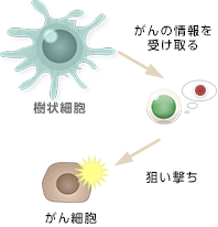 樹状細胞ワクチン