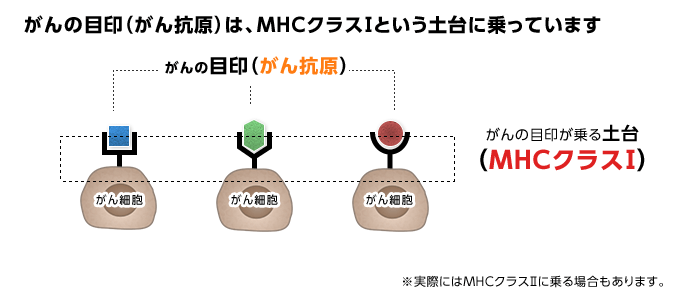 がんの目印がMHCクラスⅠに乗っている