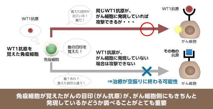 MHCクラスⅠの発現結果