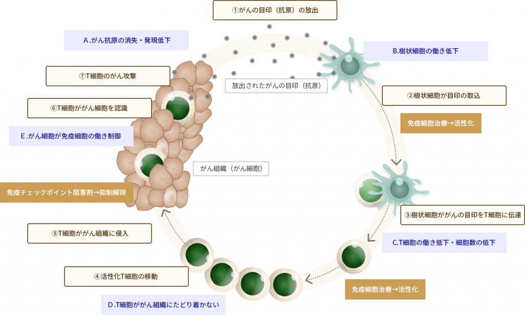 がん免疫サイクルと免疫逃避機構