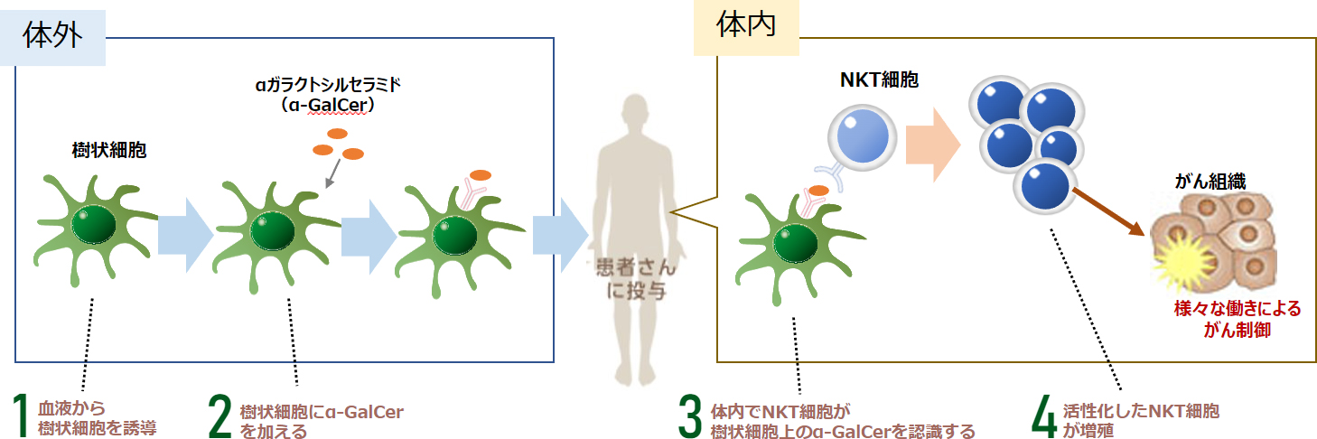 NKT細胞療法とは