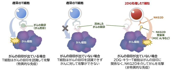 がんの目印（がん抗原）に関係なくがん細胞を攻撃する働きの向上