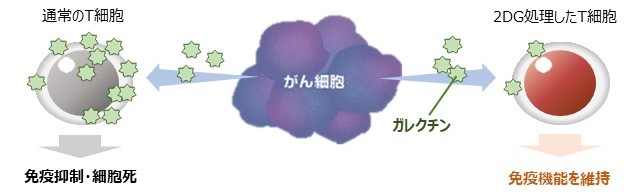 がん細胞による免疫抑制の回避機能の向上　など